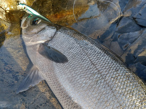 なかなかの釣れっぷり！