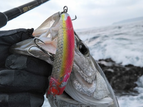 なかなかの釣れっぷり！