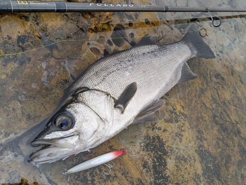 なかなかの釣れっぷり！
