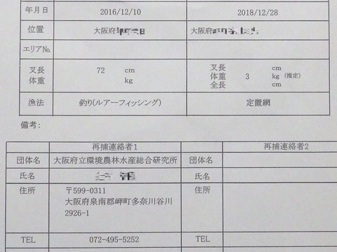 ７４８日、スズキ再捕。