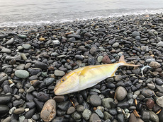 釣り → サイクリングε=ε=┏( ･_･)┛ 2020/08/23 15:52:25