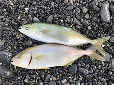 釣り → 庭キャン！ 2021/07/31 22:41:55