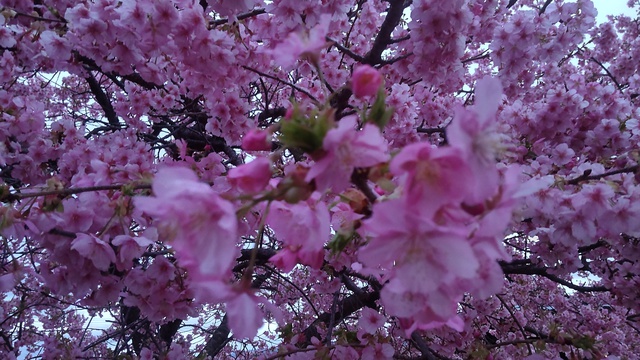 【河津桜中泊旅】これがライトアップ？