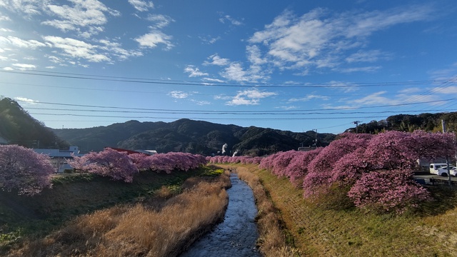 【河津桜中泊旅】これがライトアップ？