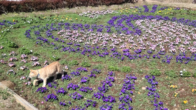 【河津桜中泊旅】これがライトアップ？