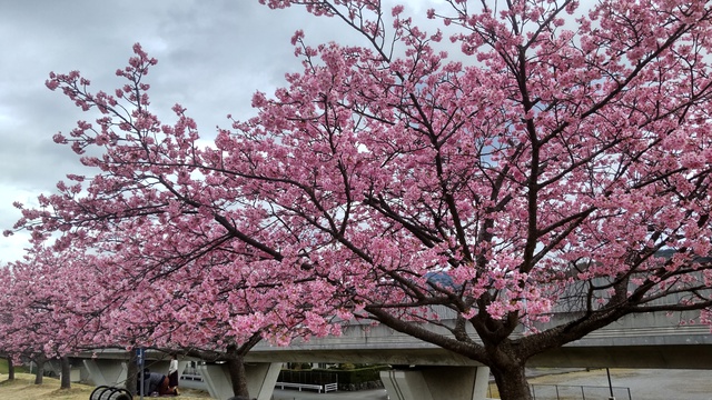 【河津桜中泊旅】これがライトアップ？