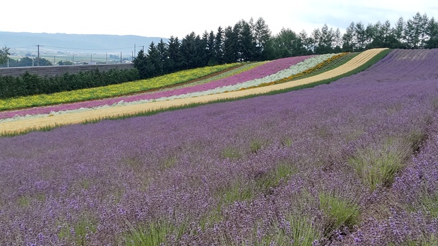 【北海道車中泊旅】上富良野周辺ラベンダー巡り