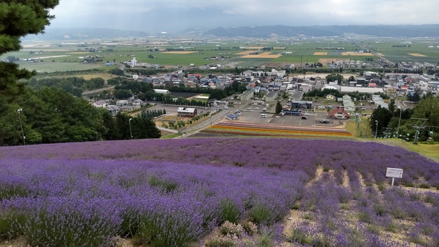 【北海道車中泊旅】上富良野周辺ラベンダー巡り