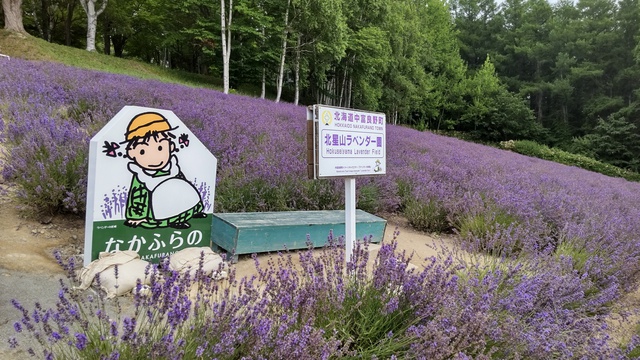 【北海道車中泊旅】上富良野周辺ラベンダー巡り