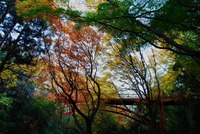 晩秋の近所の公園散歩 2013/12/14 13:46:09