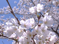 ちょっと早いが平日の桜 2014/03/31 19:00:00