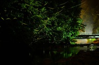 ゲンジボタル♪ 奈良県室生方面♪ 2014/06/23 12:00:00