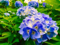 紫陽花ハイク 2015/06/25 02:11:40