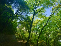 久々のblog更新  久々の山歩き生駒山 2016/04/25 20:49:56