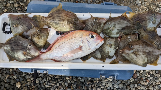 加太でボート釣りやで！