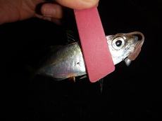 久し振りの南紀釣行