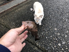 世間は四連休だったとか。 2019/10/21 20:01:37