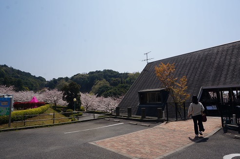冠山総合公園2019お花見キャンプ（2019.4.6-7）