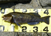 種差釣りさんぽ　～八戸、人気の釣り魚・アイナメさん♪～
