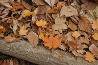 紅葉ハイクで僕が見たもの感じたこと