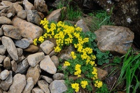 悪天パワー！花の百名山　早池峰山でトチナイソウを見てきた