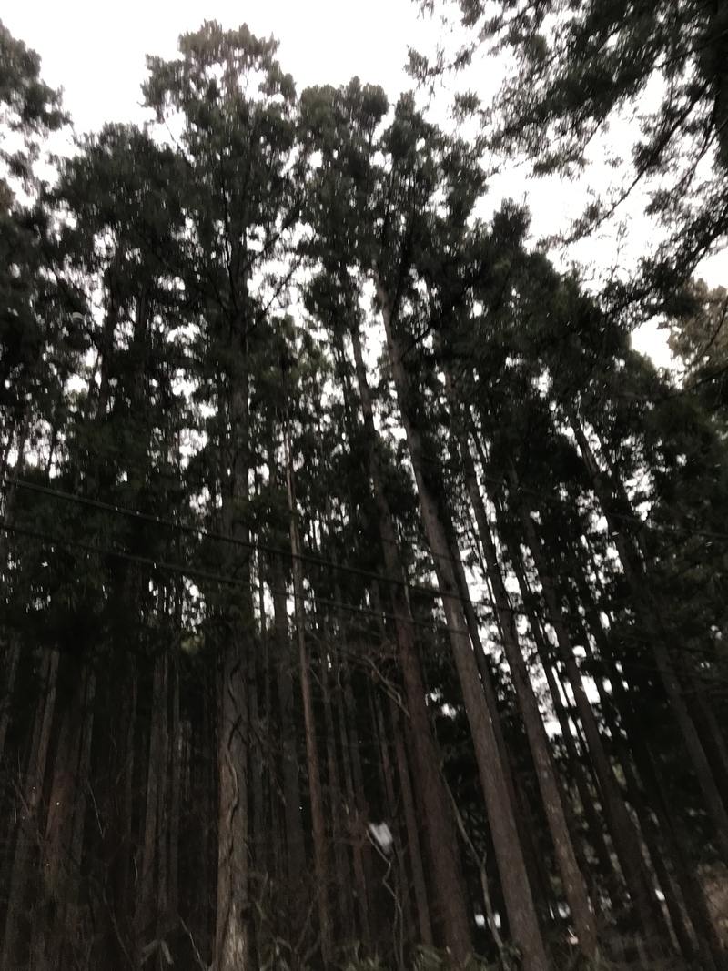 静かな森キャンプ〜椿荘オートキャンプ場①