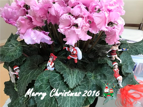 Merry Xmas