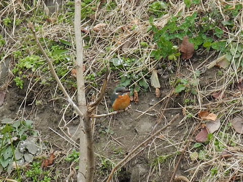 近所で鳥探し