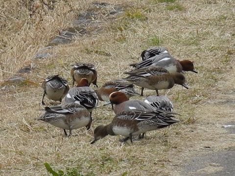 近所で鳥探し