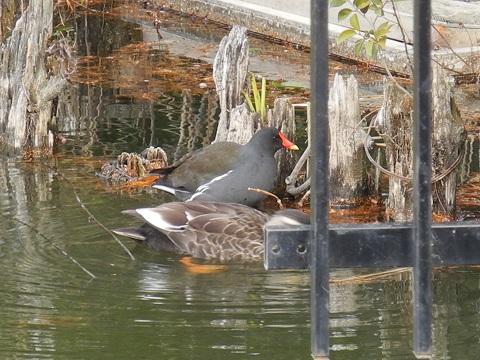 近所で鳥探し②