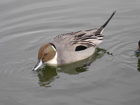 近所で鳥探し②