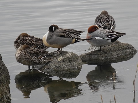 近所で鳥探し②