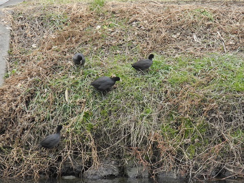 近所で鳥探し②