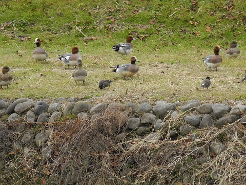 近所で鳥探し②