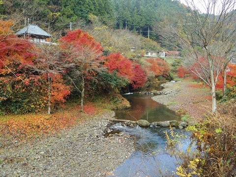 養沢の紅葉