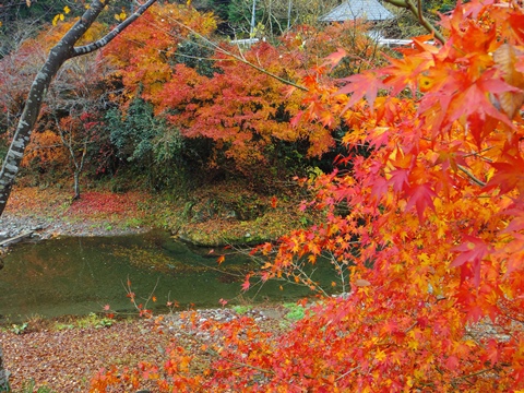 養沢の紅葉