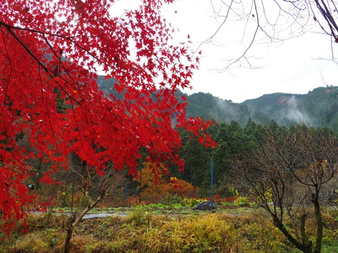 養沢の紅葉