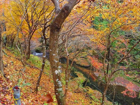 養沢の紅葉
