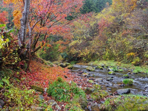 養沢の紅葉