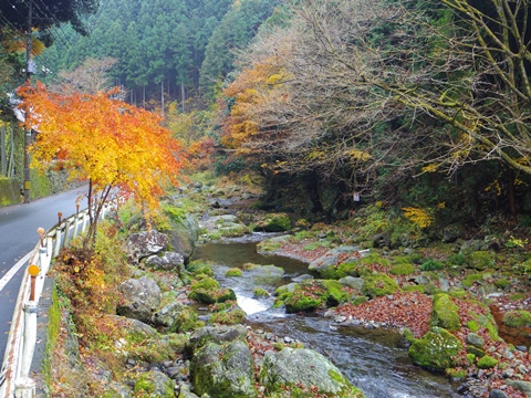 養沢の紅葉
