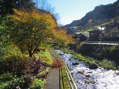 養沢の紅葉