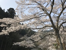 満開のサクラとヤマメ 2018/04/04 09:19:09