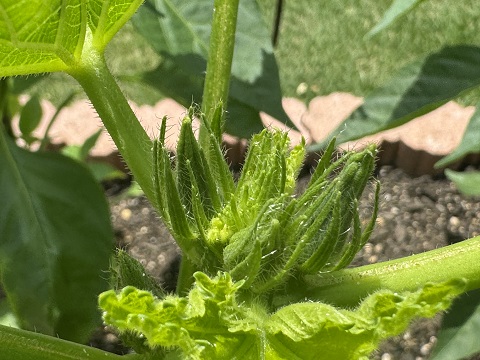 20日後の菜園の様子