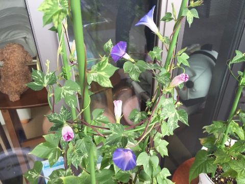 朝顔⑦