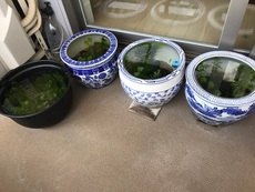 さらに増えて・・・ 2018/06/28 14:59:11