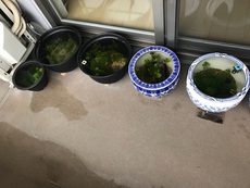 メダカの学校・その後 2018/07/28 08:37:42