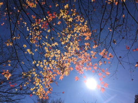 養沢の紅葉