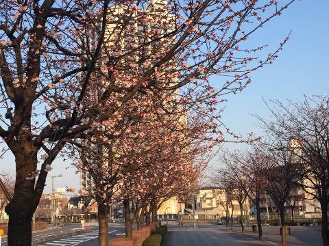 開花④