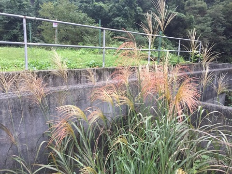 楽しい秋の一日