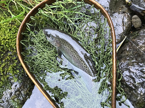 ご近所の釣り友